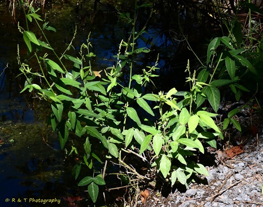 {Desmodium glabellum}